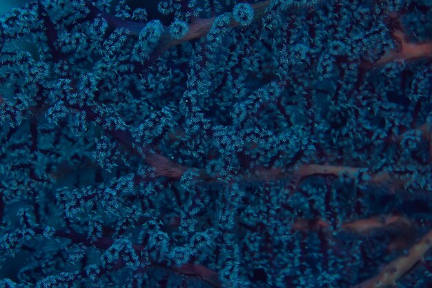 Foto koraalrifmacro/textuur, abstracte mariene ecosysteemachtergrond op een koraalrif