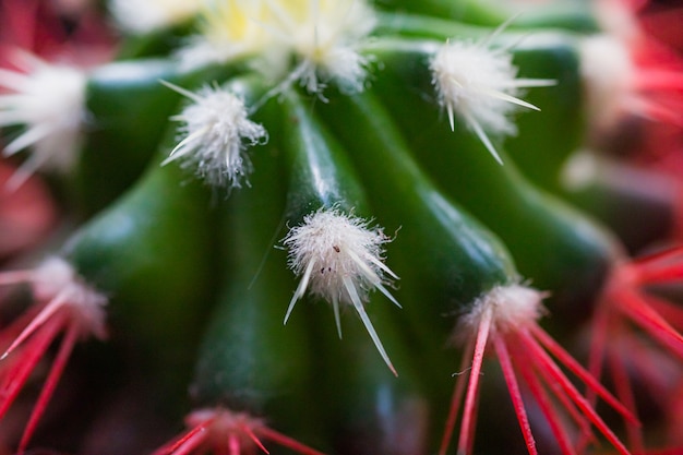 Koraalrode naalden van een cactus. Nieuwe witte naalden op een cactus.