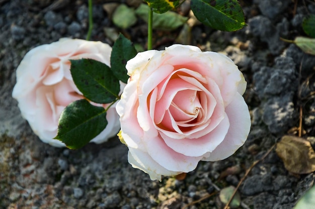 Koraalroze bloem in de tuin