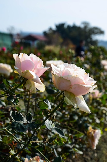 Koraalroze bloem in de tuin