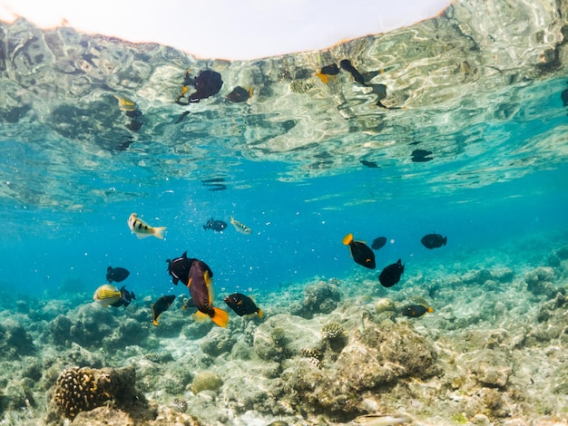 Koralen en tropische vissen onderwater zeeleven