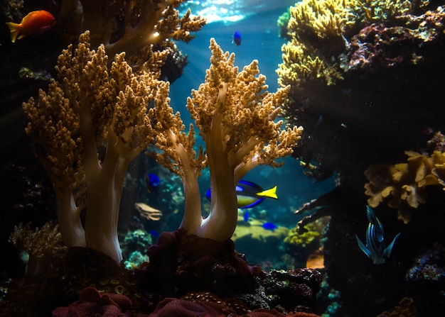 Koralen en vissen in zoutwateraquarium Observatie van de onderwaterwereld