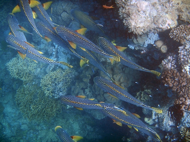 Koralen en vissen onderwater tijdens het snorkelen op het Great Barrier Reef, Australië
