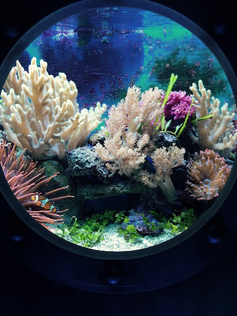 Koralen groeien in een aquarium gezien door een glazen raam