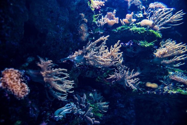 Koralen in een aquarium
