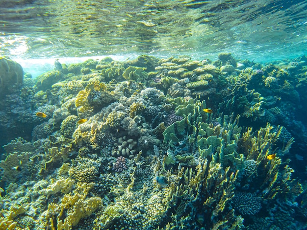 Koralen onder water. Egypte onderwaterleven van de rode zee.