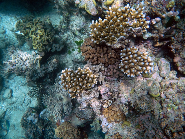 Koralen onderwater tijdens het snorkelen op het Great Barrier Reef, Australië