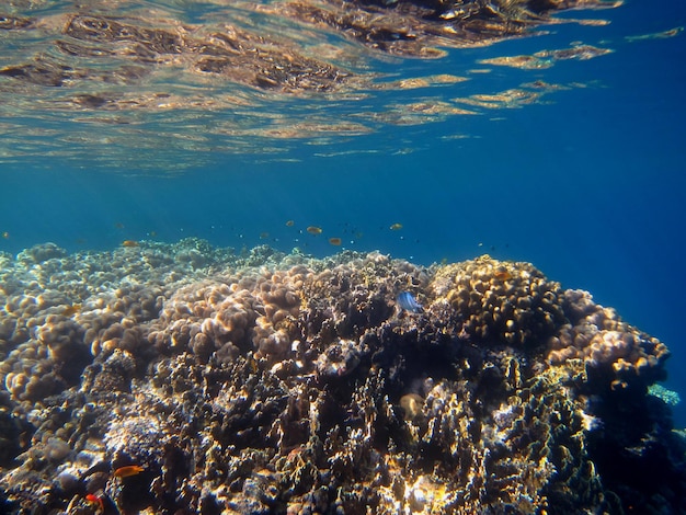 Korallenriff spiegelt sich in der wasseroberflaeche