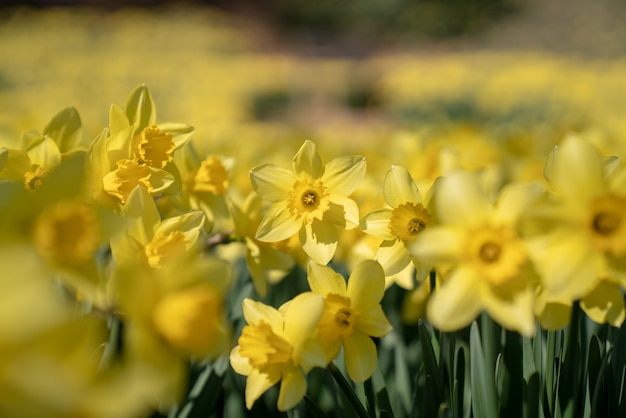 Korea, een park met veel narcissen