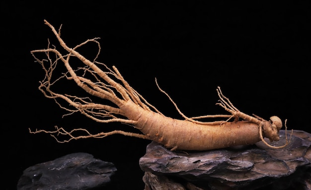 Koreaanse verse ginseng op zwarte steen