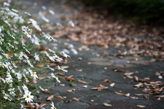 Korean chrysanthemum flowers of autumn