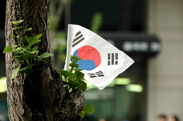 Bandiera coreana su un albero