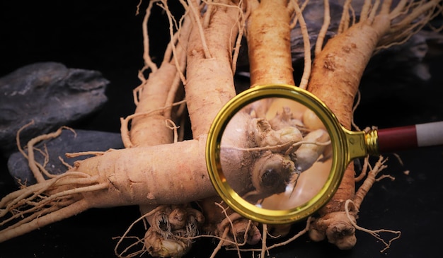 Foto ginseng fresco coreano su pietra nera