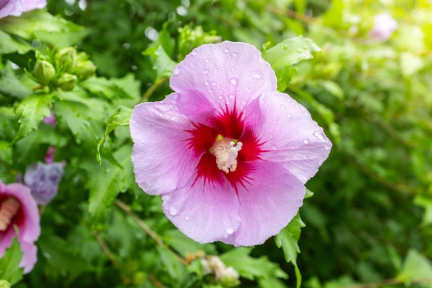 사진 샤론의 장미 (rose of sharon) 라는 이름의 한국의 국화 또는 여름철의 무<unk>화 (mugunghwa) 꽃