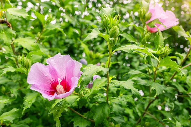 写真 ムクゲまたはムクゲの花という名前の韓国の国花