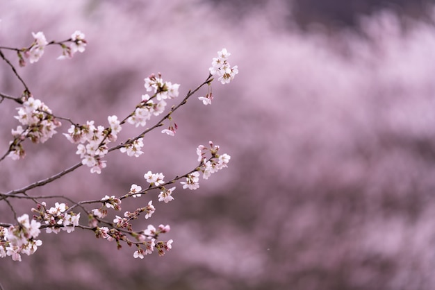 韓国の春、桜が満開です。