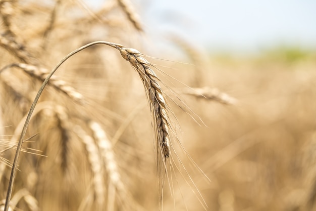 korenaar close-up op het veld