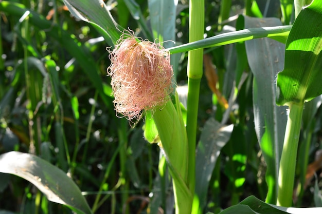 Korenaar op de plant in het maïsveld, close-up