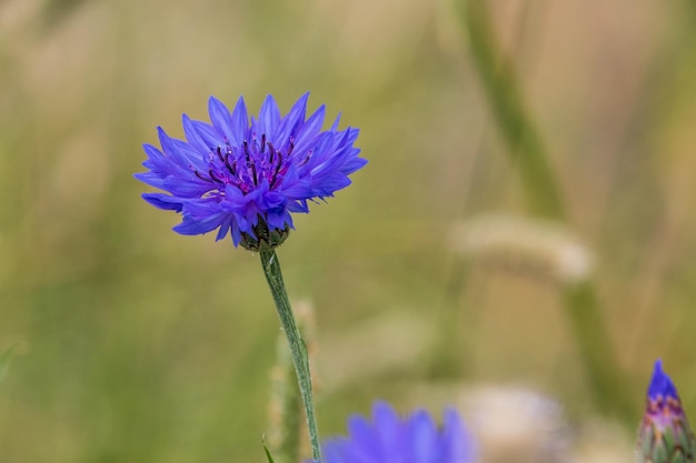 Korenbloem Centaurea cyanus