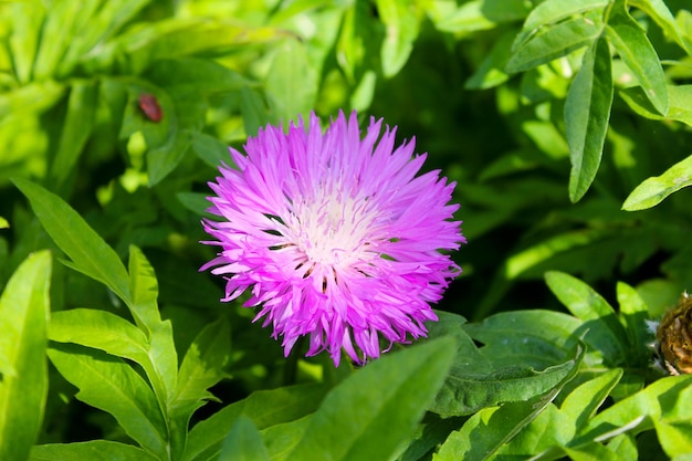 Korenbloem Centaurea dealbata in de tuin