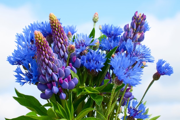 Korenbloem en lupine boeket