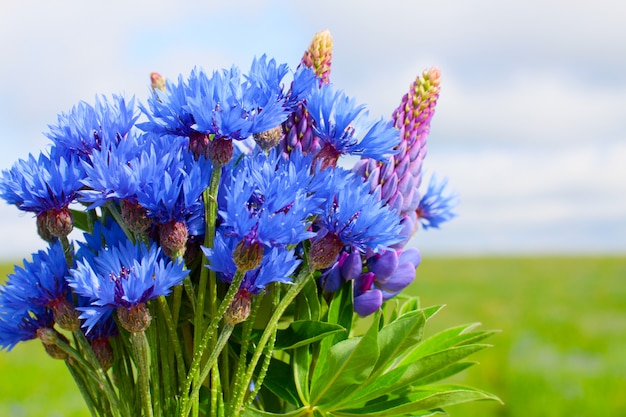 Korenbloem en lupine boeket