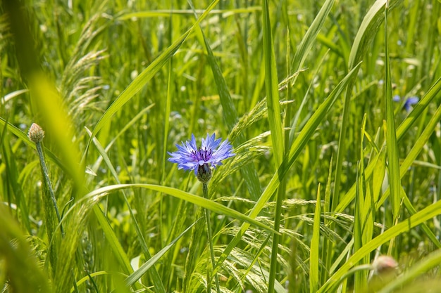 Korenbloem onder het gras op een zonnige dag zomer achtergrond