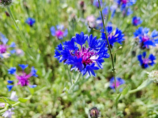 korenbloemen in het gras