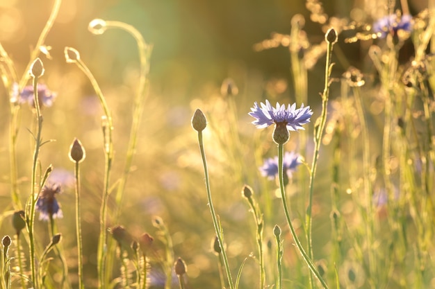 Korenbloemen in het veld bij zonsopgang