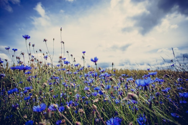 Korenbloemen veld