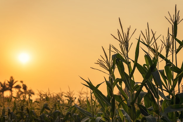 Korenplant en zonsondergang op veld