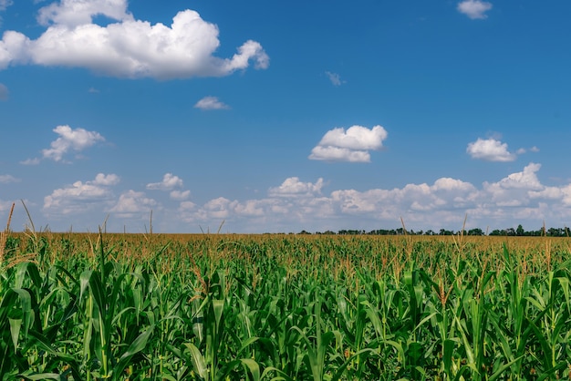 Korenveld klaar om te worden geoogst close-up van een groen maïsveld met maïs in oekraïne in juli
