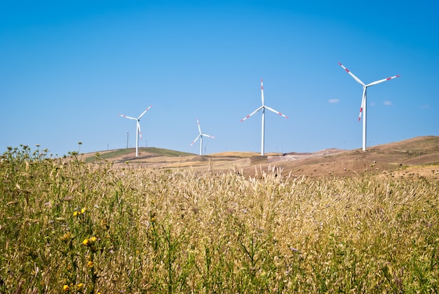 Korenveld met windmolens