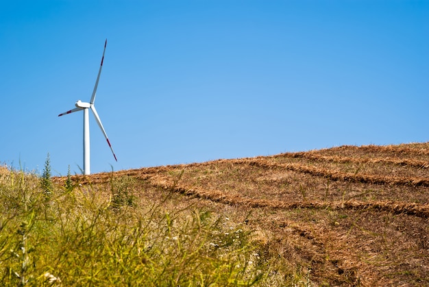 Korenveld met windmolens