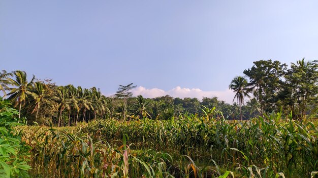 korenveldbehang in Indonesië