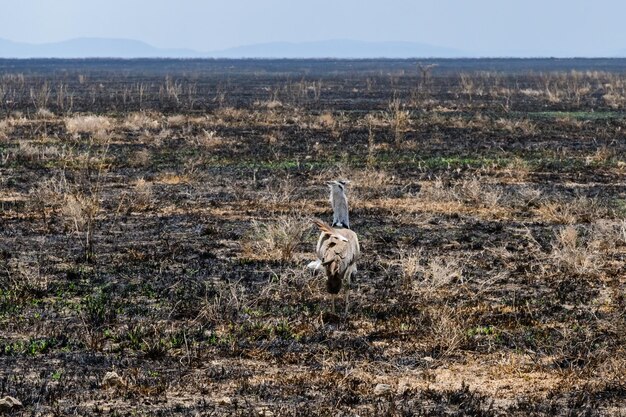 Photo kori bustard ardeotis kori at the serengeti national park tanzania wildlife photo