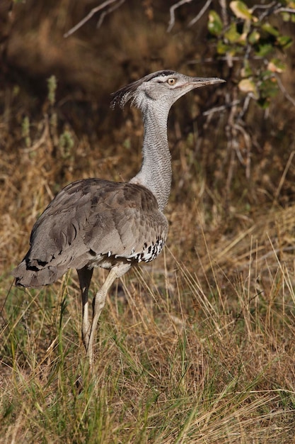 Photo kori bustard etosha national park namibia