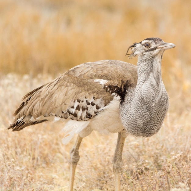 Kori-bustard op een onvruchtbaar landschap