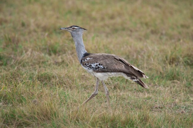 Kori Bustard in the Savannah