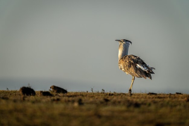 Photo kori bustard stands on horizon in profile