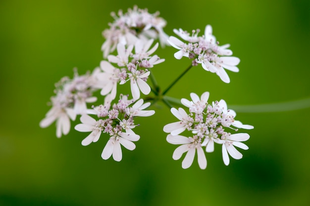 Koriander (Coriandrum sativum)