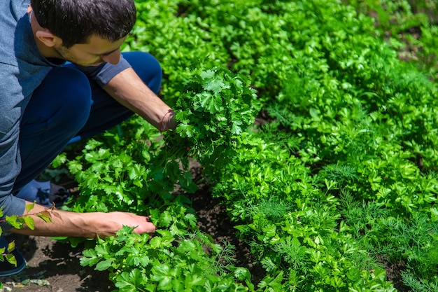 Koriander in de handen van een man in de tuin