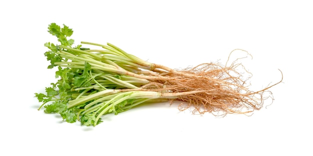 Koriander- of cilantrowortel geïsoleerd op witte achtergrond