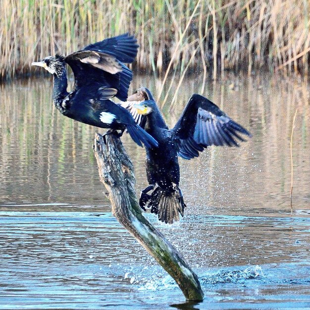 Foto kormorans flapperen met hun vleugels terwijl ze op een houten paal in het meer zitten