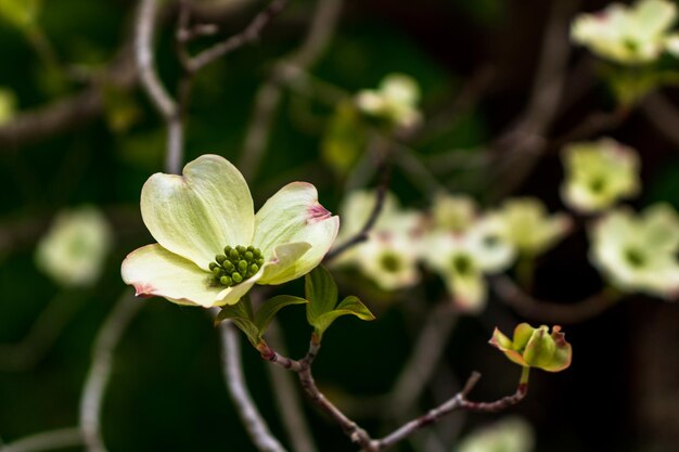 Kornoelje bloeit in de lente Mooie witte kornoelje bloeit van dichtbij Delicate natuurlijke schoonheid buitenshuis Decoratieve bloemenstruik in de lente