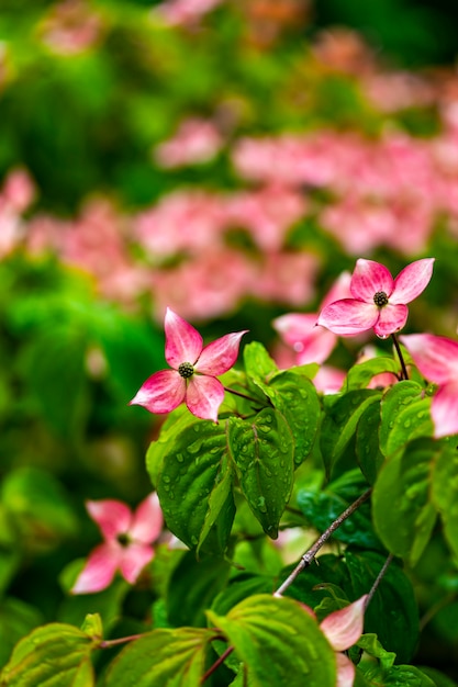 Kornoelje boom bloemen