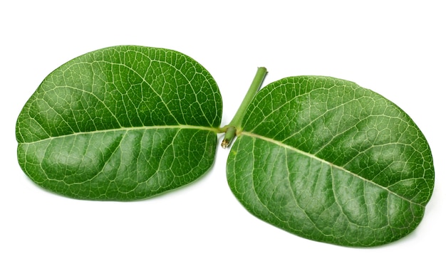 Koromcha or Carandas leaf on white background