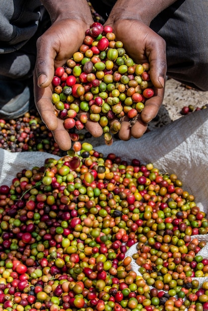 Korrels van rijpe koffie in de handbreedten van een persoon. Oost Afrika. Koffieplantage.