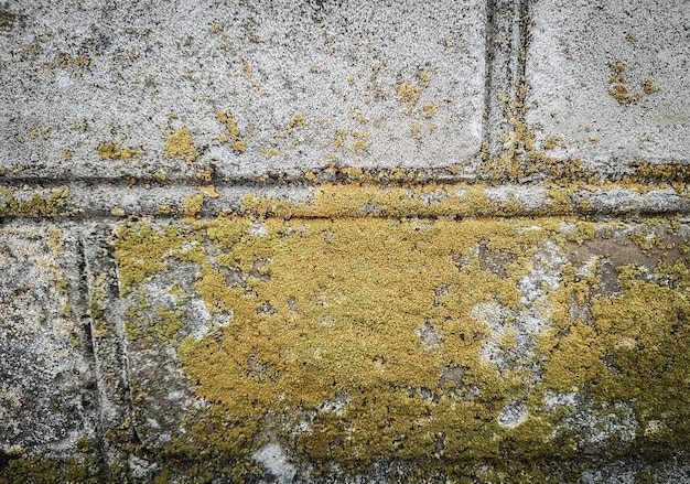 Korstmos op de muur van het oude gebouw