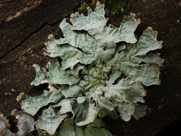 korstmos Parmelia sulcata op een boom